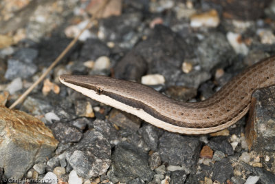 Lialis burtonisBurton's Snake Lizard
