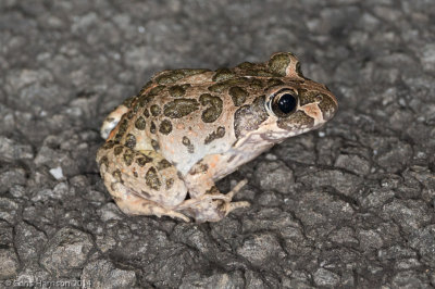 Limnodynastes convexiusculusAustralian Marbled Frog