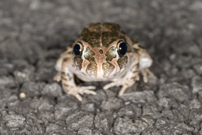 Limnodynastidae and Myobatrachidae - Australian Frogs