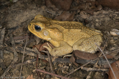 Rhinella marinaCane Toad