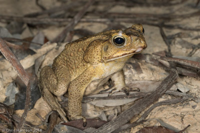 Rhinella marinaCane Toad