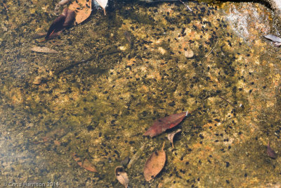 Rhinella marinaCane Toad tadpoles