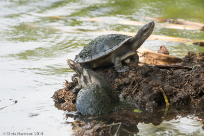 Emydura macquarii krefftiKrefft's Turtle
