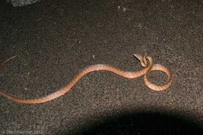 Boiga irregularisBrown Treesnake