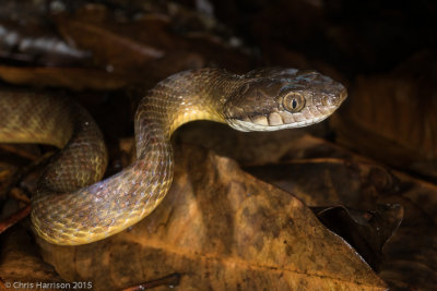 Boiga irregularisBrown Treesnake