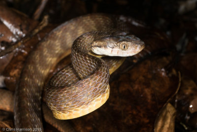 Boiga irregularisBrown Treesnake
