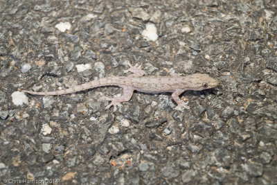 Hemidactylus frenatusAsian House Gecko