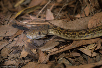 Simalia kinghorniAustralian Scrub Python