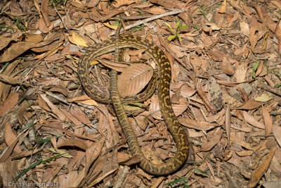 Simalia kinghorniAustralian Scrub Python