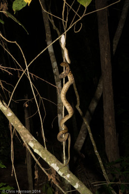 Simalia kinghorniAustralian Scrub Python