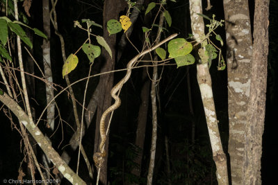 Simalia kinghorniAustralian Scrub Python