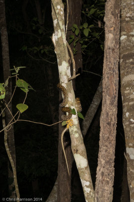 Simalia kinghorniAustralian Scrub Python