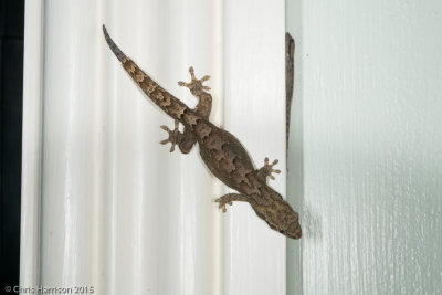 Lepidodactylus lugubrisMourning Gecko