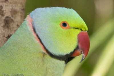 Rose-ringed Parakeet