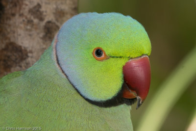 Rose-ringed Parakeet