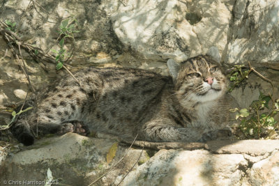 Fishing CatPrionailurus viverrinus
