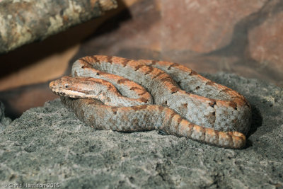 Crotalus transversusCross-banded Mountain Rattlesnake