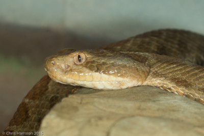 Crotalus aquilusMexican Dusky Rattlesnake
