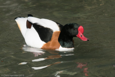 Common Shelduck