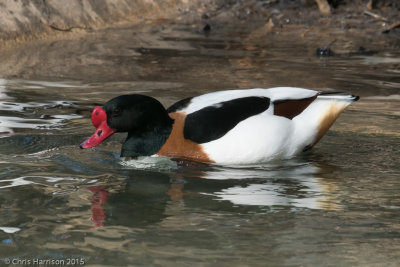 Common Shelduck