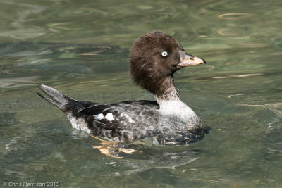 Common Goldeneye