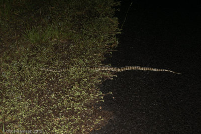 Morelia spilota cheyneiTableland Carpet Python