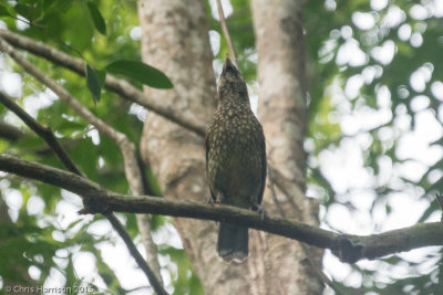 Spotted Catbird