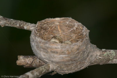 Willie-Wagtail nest