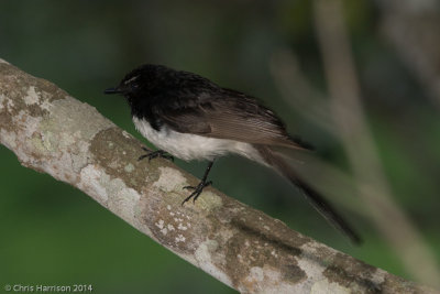 Willie-Wagtail