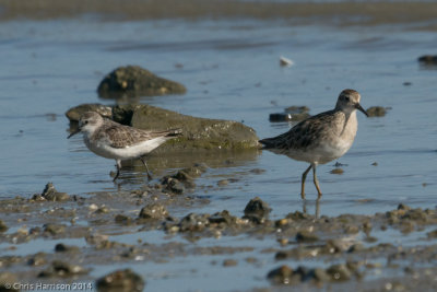 Sharp-tailed Sandpiper & Red-necked Stint