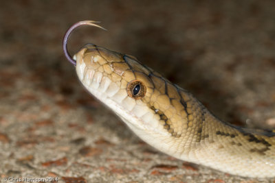 Simalia kinghorniAustralian Scrub Python