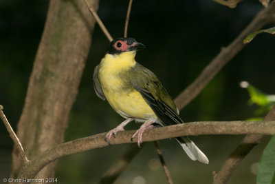 Australian Figbird