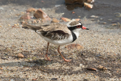 Black-fronted Dotterel