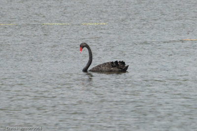 Black Swan