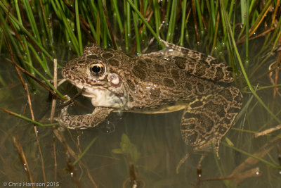 Lithobates areolatusSouthern Crawfish Frog