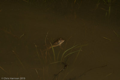 Lithobates areolatusSouthern Crawfish Frog