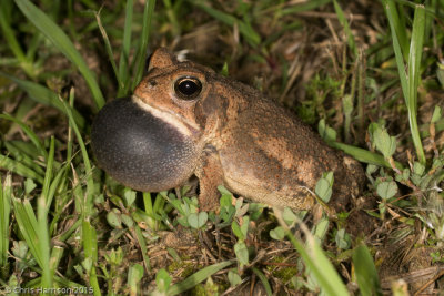 Anaxyrus fowleriFowler's Toad