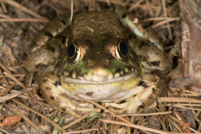 <i>Lithobates clamitans clamitans</i><br>Bronze Frog