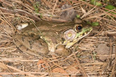 Lithobates clamitans clamitansBronze Frog