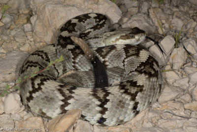 <i>Crotalus ornatus</i><br><b>Eastern Black-tailed Rattlesnake</b>