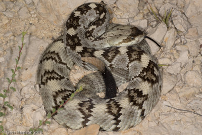 Crotalus ornatusEastern Black-tailed Rattlesnake