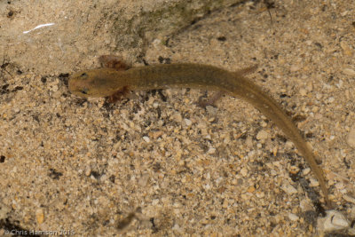 Eurycea neotenesTexas Salamander