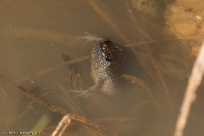 Gastrophryne carolinensisEastern Narrow-mouthed Toad