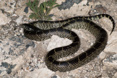 Lampropeltis splendidaDesert Kingsnake