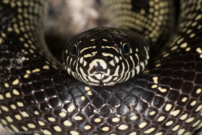 Lampropeltis splendidaDesert Kingsnake