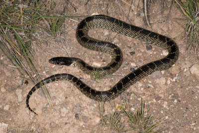 Lampropeltis splendidaDesert Kingsnake