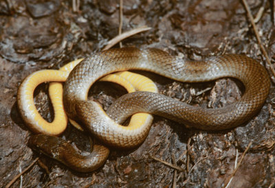 Rhadinaea kanalchutchan