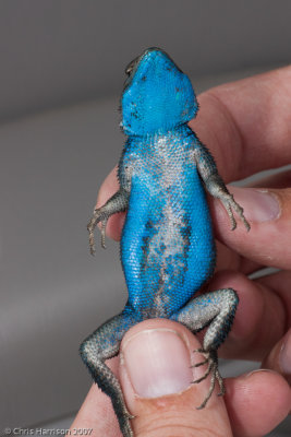 <i>Sceloporus cyanostictus</i><br>Blue-spotted Spiny Lizard