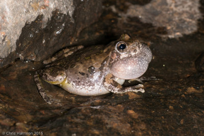 Hyla arenicolorCanyon Treefrog