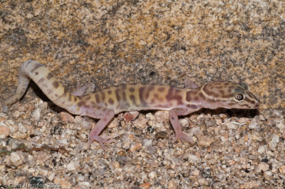 Coleonyx variegatusDesert Banded Gecko